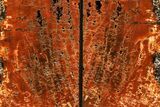 Tall, Arizona Petrified Wood Bookends - Brick Red #307173-1